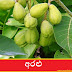 අරළු [Aralu] (Terminalia Chebula‌)