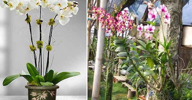 gambar bunga anggrek abu abu untuk mewarnai