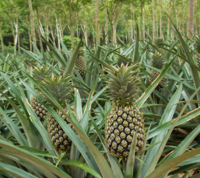 Textile Adviser PINA FIBRES