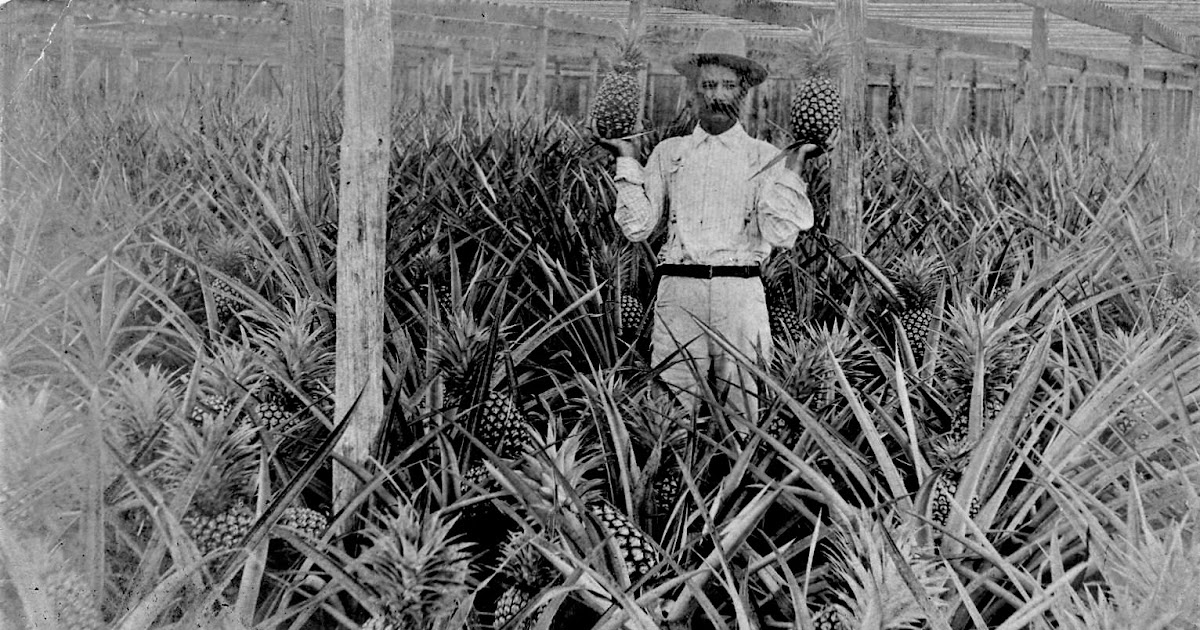 The Punta Gorda History Center Blog Punta Gorda a Pineapple Capital