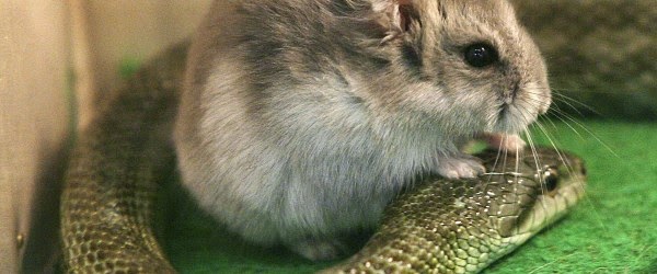 غرائب الطبيعة: فيديو فأر صغير يأكل أفعى