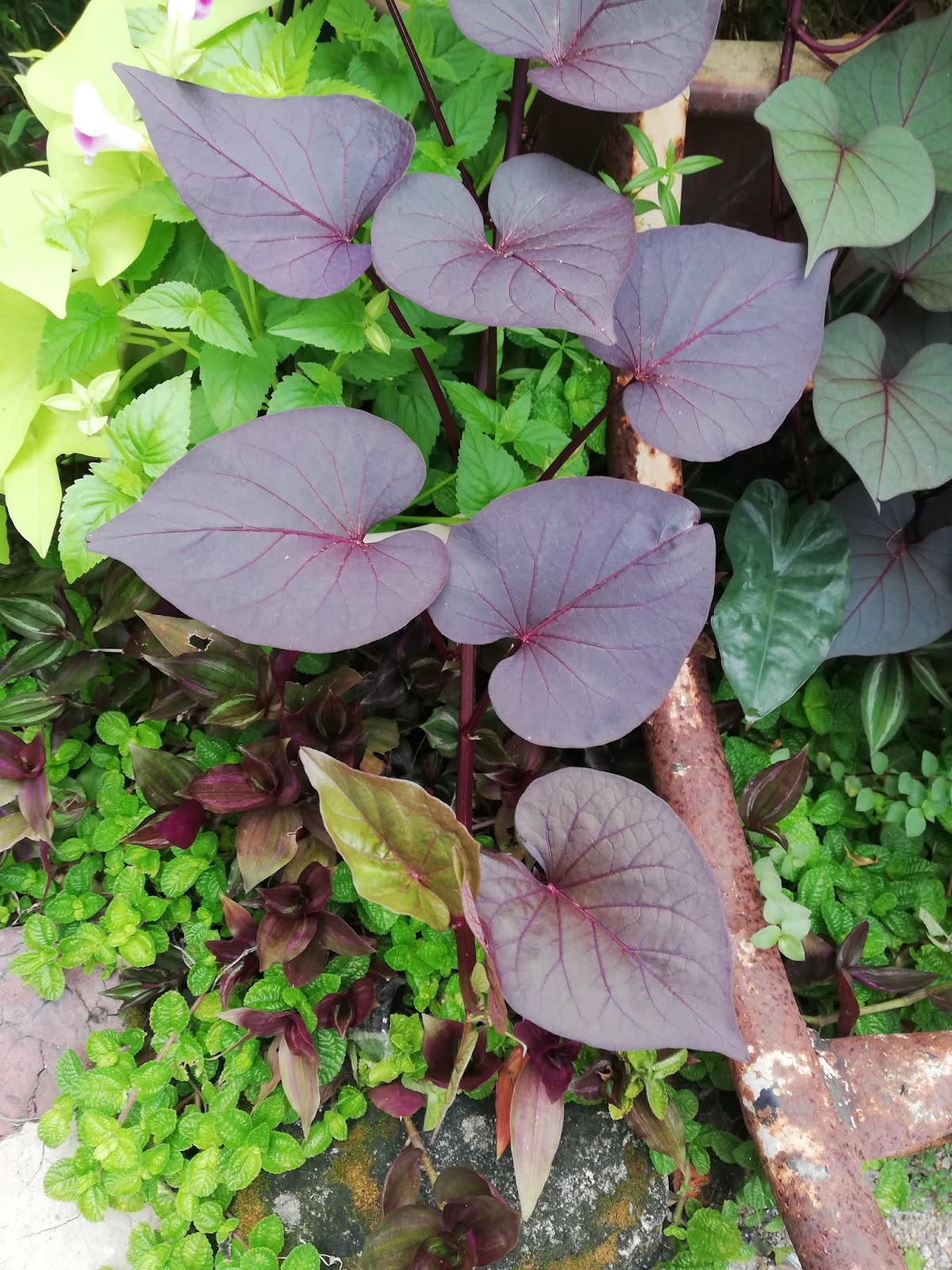 Garden Chronicles of James David Sweet Potato Vine Purple Heart