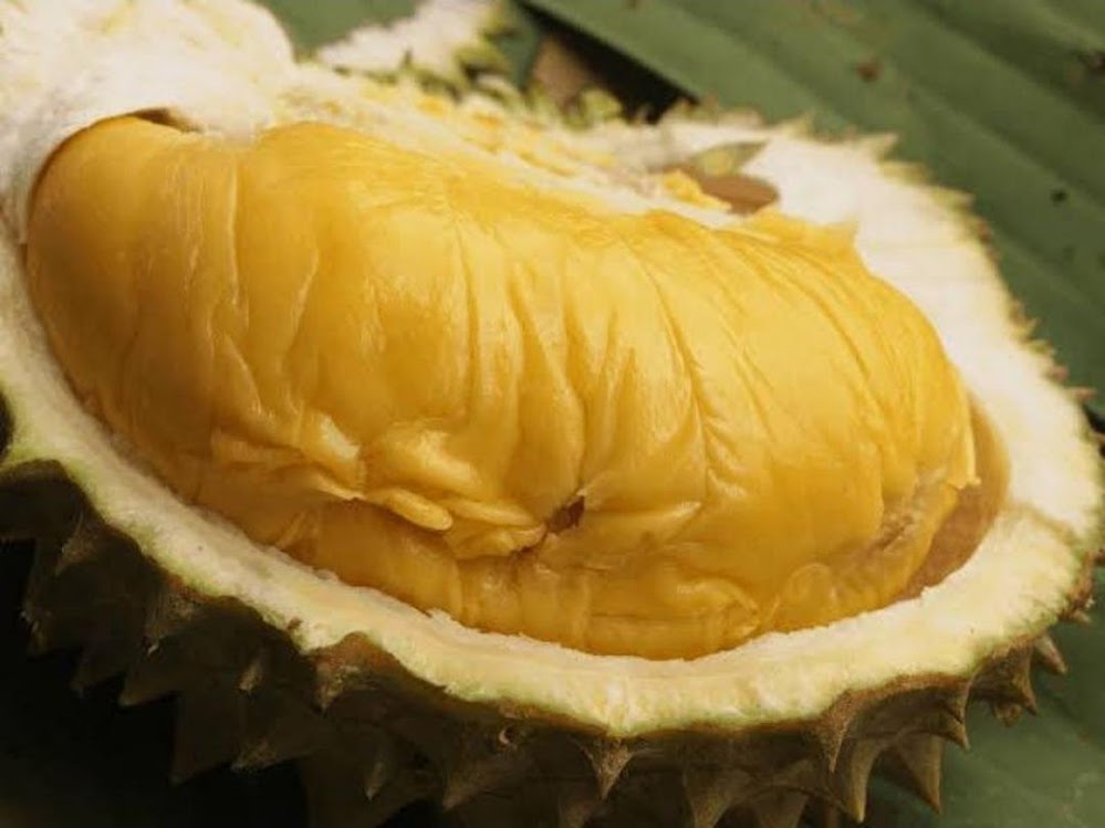 Bibit Durian Bawor Banyumas Okulasi Aceh