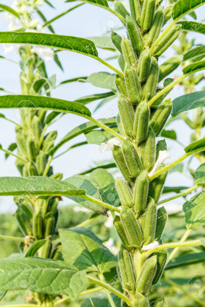 Сезам кунжут растение. Кунжут растение как выглядит и где растет. Сезам кунжут растение. Кунжут растение как выглядит и где растет. Сезам кунжут.