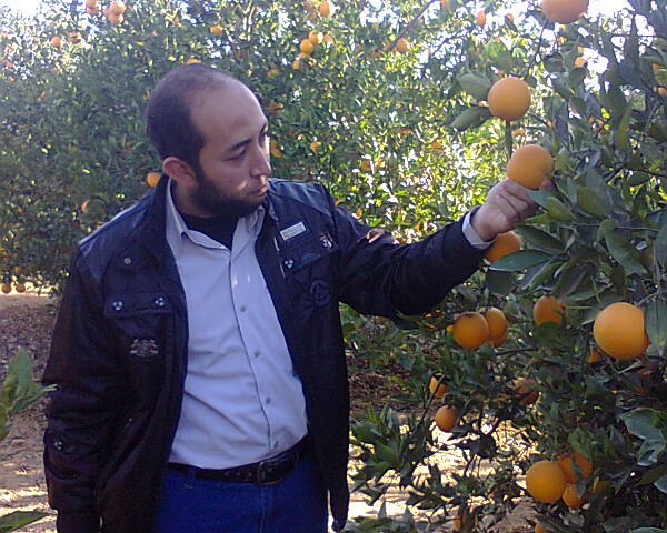 محصول البرتقال رسالة دكتوراة بكلية الزراعة جامعة الأزهر بالقاهرة