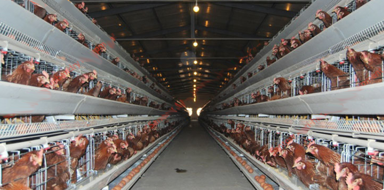 Biaya Pembuatan Kandang Close House Ayam Pedaging Kandang 1