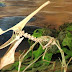 Molécula preservada de dinossauro é encontrado em fóssil da Chapada do Araripe, No Cariri