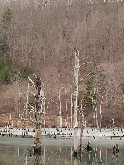 dead trees emerging from a lake