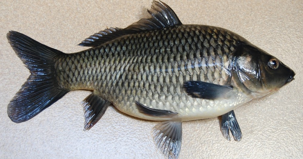 Ciri - Ciri Ikan Mas