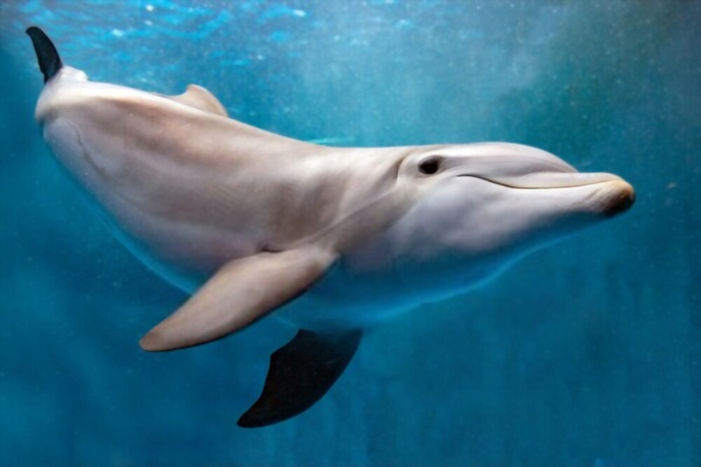 A baiji dolphin in water
