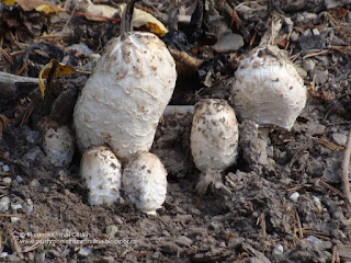 Coprinus comatus DSC127772