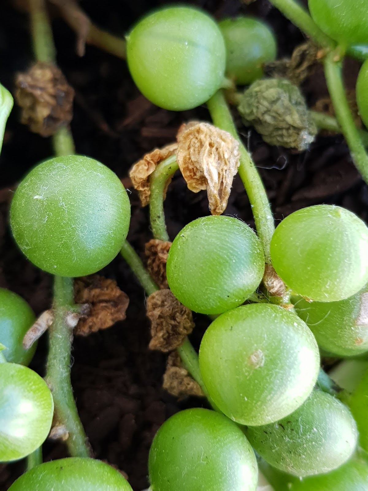 String of Pearls A Sad Story About Root Rot.