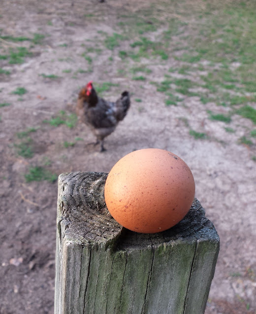 egg on fence post with chicken