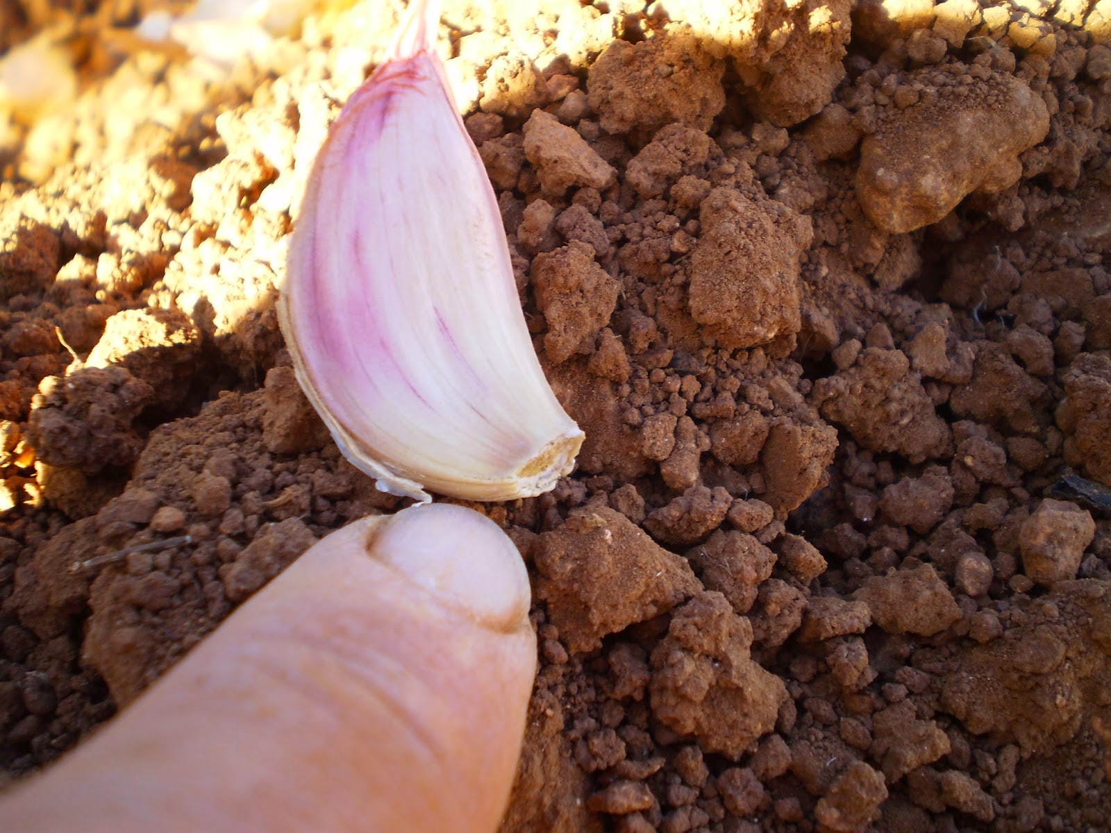 Cultivo de Ajos