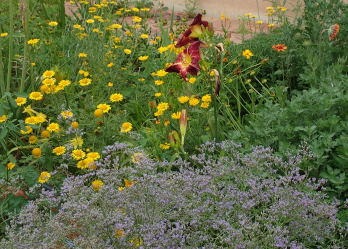 Rotary Botanical Gardens Hort Blog Consider Caryopteris