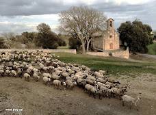 Les ovelles del Codony