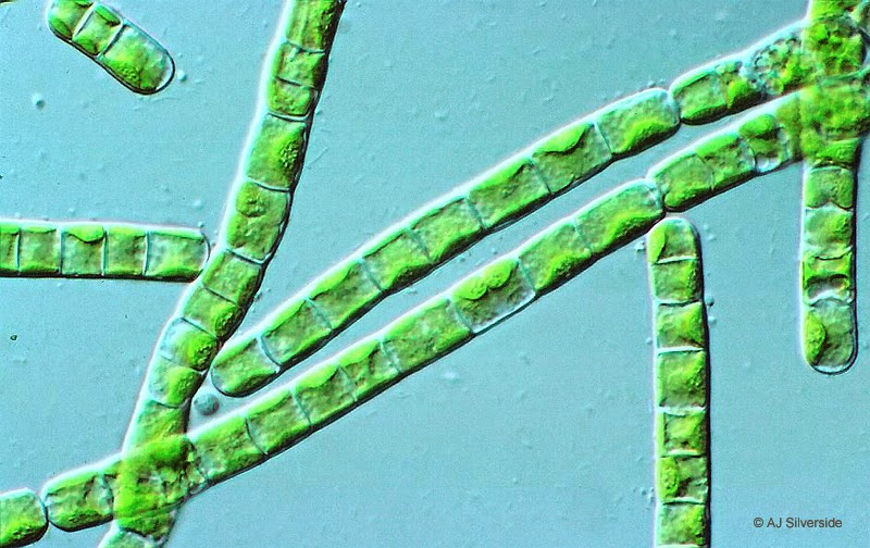 Хлорофиллы цианобактерий