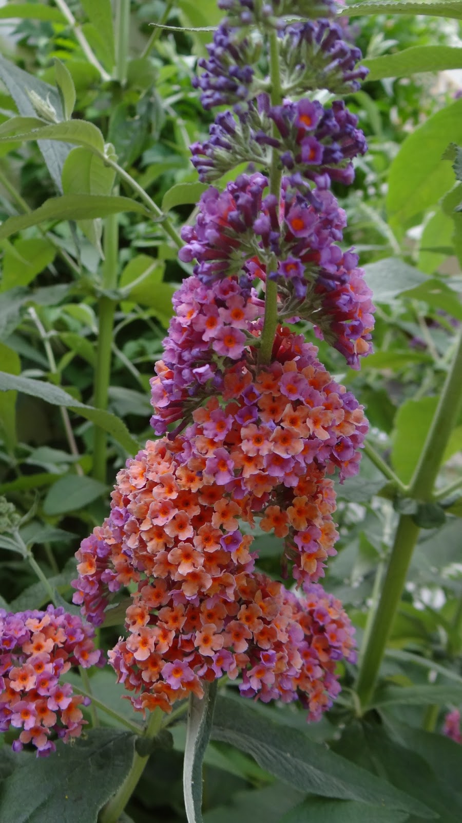 De Fleurs Et D Insectes De Flores E Insectos Espaces Instants
