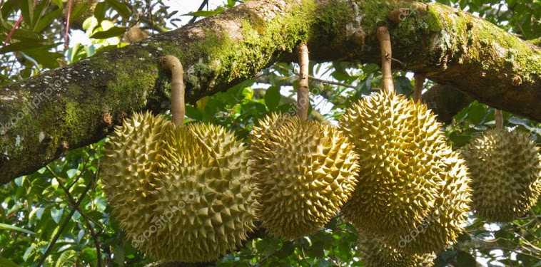 Cara Menanam Durian Agar Cepat Berbuah Cara Menanam Durian Agar Cepat Berbuah