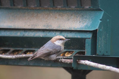 Brown-headed Nuthatch in bird feeder. mlmclaren from Pixabay