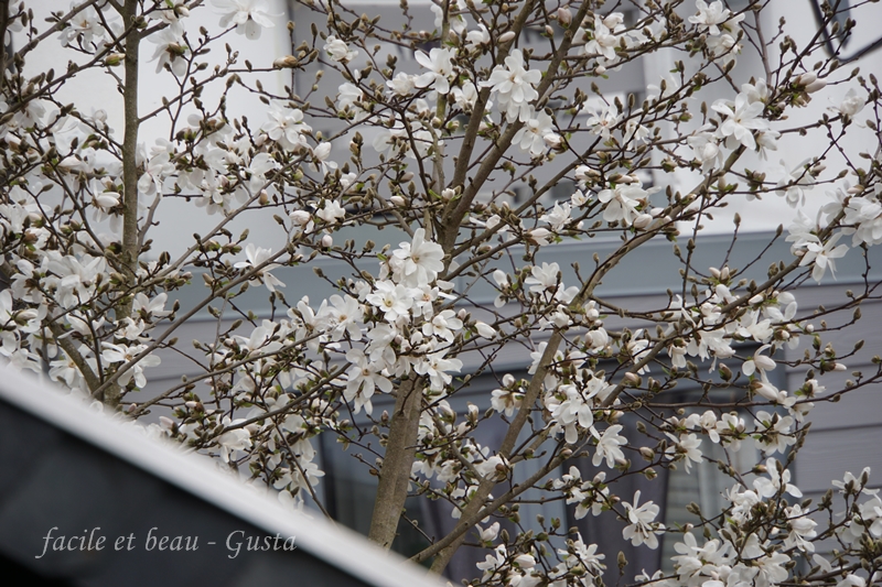 Hundeblog Genki Bulldog Es Fruhlingthundeblog Genki Bulldog