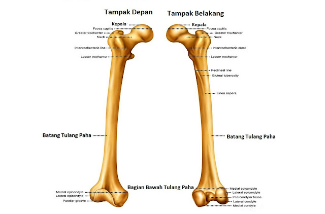 Gambar Tulang Paha (Femur) Gambar Tulang Paha (Femur)