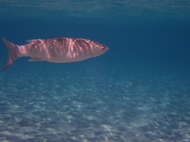 Chelon labrosus Chelon labrosus