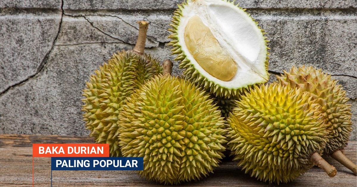 10 Jenis Baka Durian Paling Popular Digilai Ramai Di Malaysia - Selongkar10
