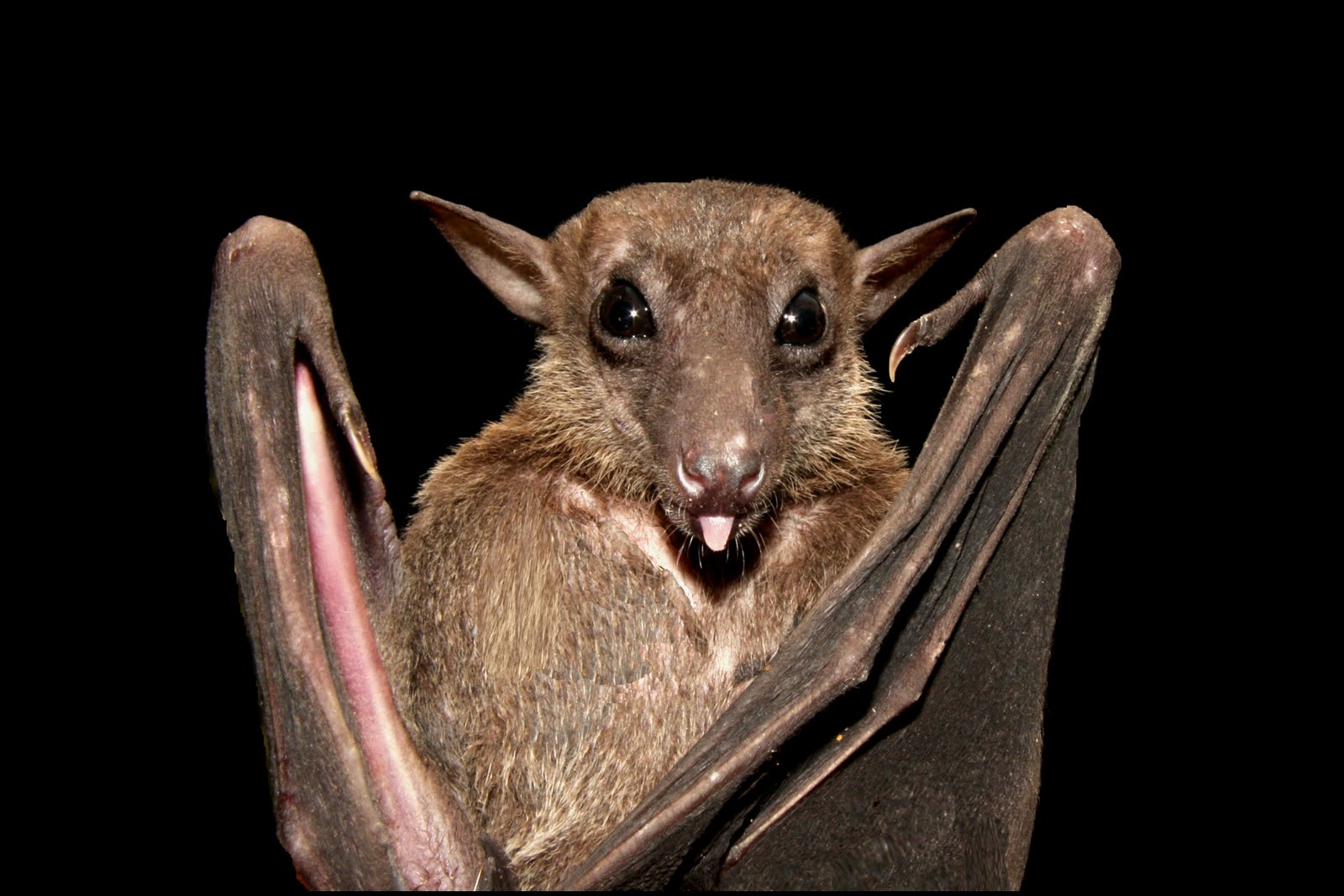 Vietnamese Bats blog