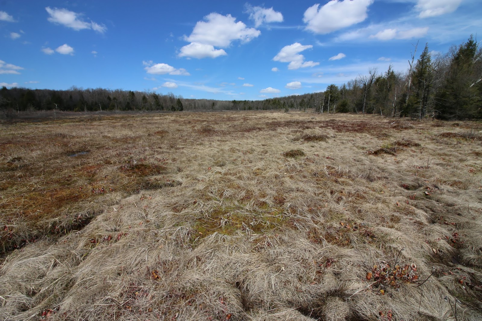 Gallitzin State Forest Recreation Guide Awesome Hiking, Views, and