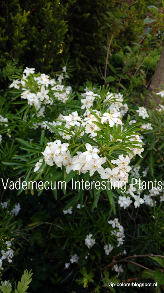 Choisya Ternata Stock Photos Choisya Ternata Stock Images Alamy