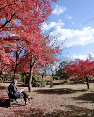 The maple forest is full of red autumn leaves in Japan