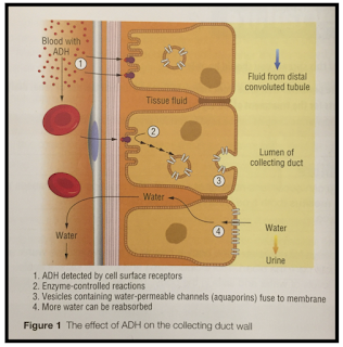 a negative blood type life expectancy a negative blood type life expectancy