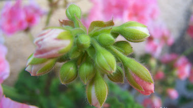 Bonito geranio: Pelargonium zonale C.B. Pink with eye