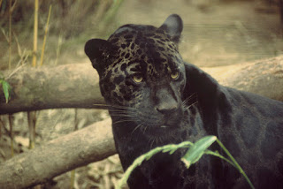 Yüksek melaninli bir jaguar. Nam-ı diğer kara panter