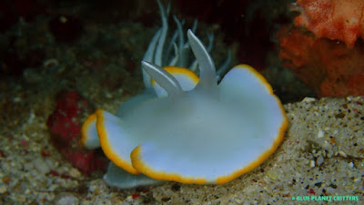 Underwater photography 水攝 scuba dive 潛水 Philippines 菲律賓