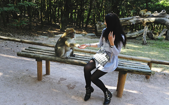 Małpia Góra we Francji (Le Montagne des Singes) - pomysł na weekend - Czytaj więcej »