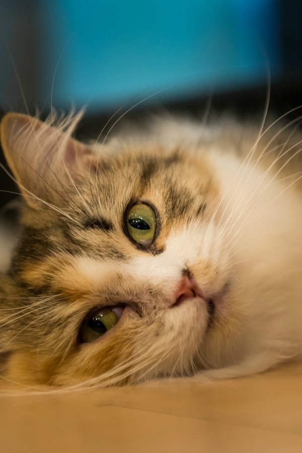 Cats from Pyeongtaek {South Korea} Traveling Cats Travel Pictures