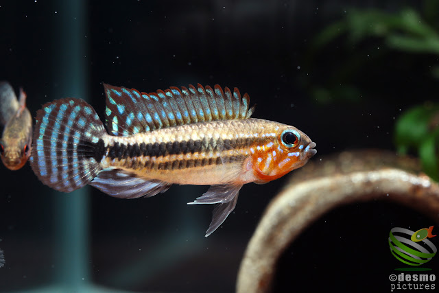 Apistogramma sp. miua / Igarape Miua