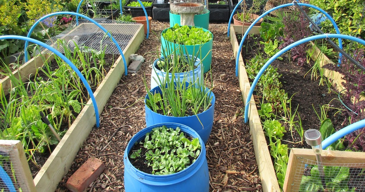 Back garden veggie plot: Free compost and a garden update