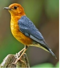Daftar Harga Burung Anis Terbaru Tahun 2019 Kicauan Burung