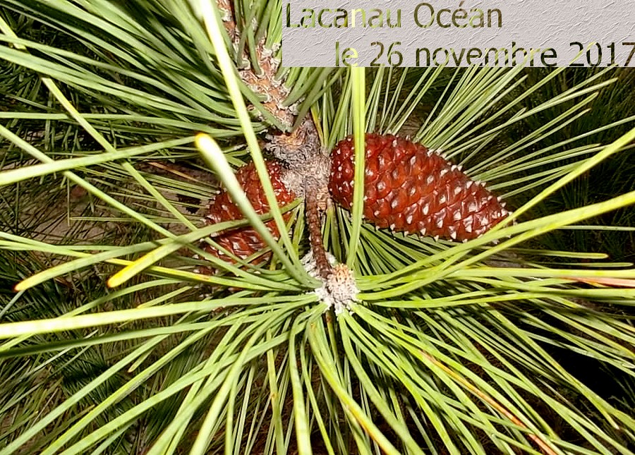 Lacanau Océan