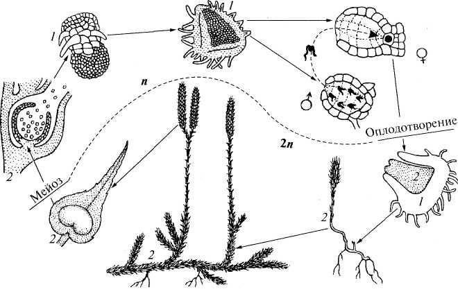 На рисунке спорофит изображен. Цикл размножения плауна. Жизненный цикл плауна булавовидного. Жизненный цикл плауна схема. Цикл развития плауна булавовидного схема.