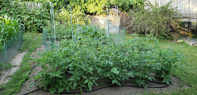 tomatoes, zucchini, cucumber fence