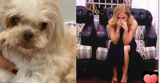 ANGÉLICA LAMENTA PERDA DE SEU SHIH TZU "14 ANOS DE AMOR"