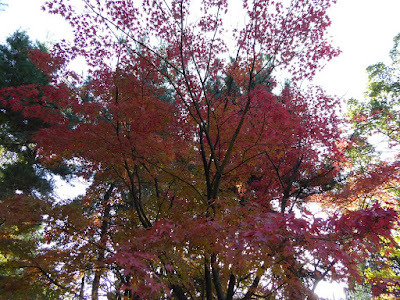 秋の市民の森（鏡伝池緑地）　郷土の森のモミジ　紅葉