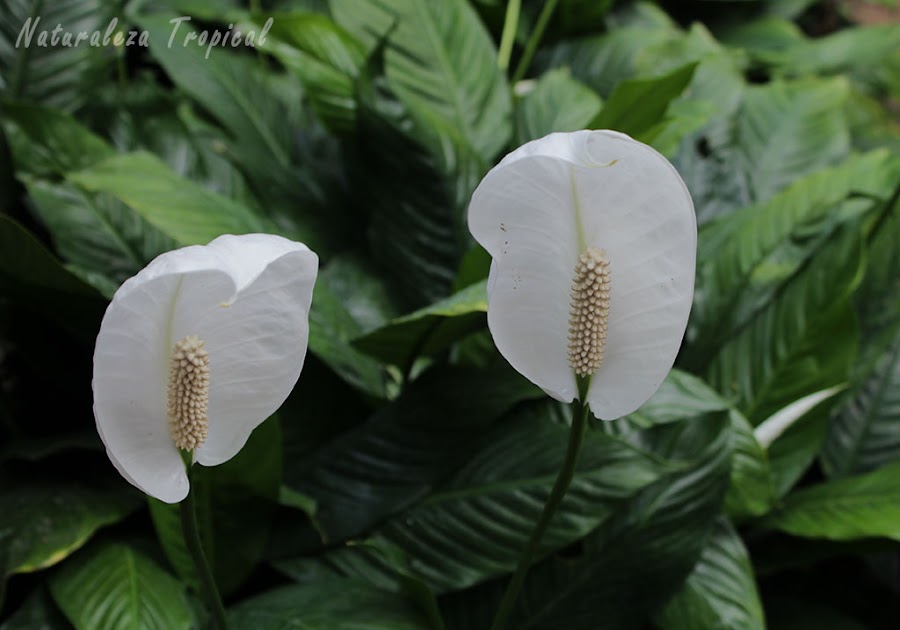 Inflorescencias de un Espatifilo o Bandera Blanca, género Spathiphyllum