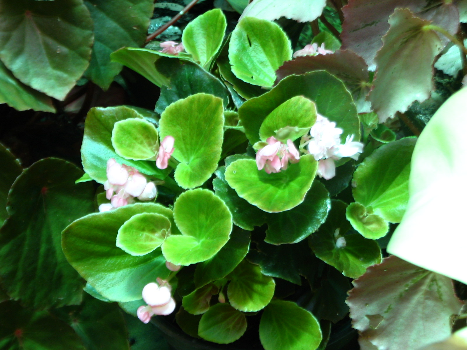 Flowers in Our Garden