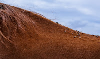 Fuente: https://www.horsehealthproducts.com/horsemans-report/fly-pest-control/fly-identification Las moscas son un serio problema