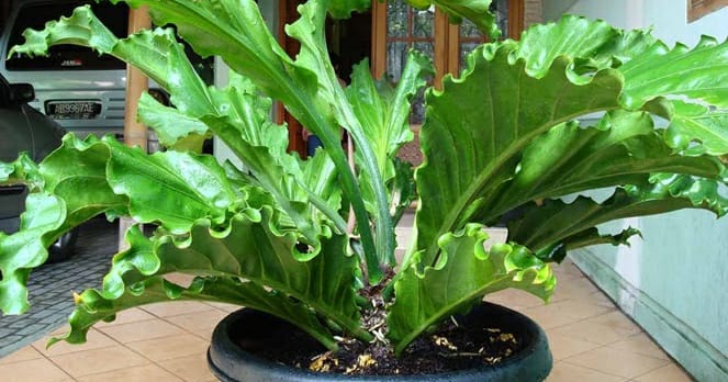 BUNGA GELOMBANG CINTA ( Anthurium )